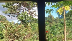 Blick durch ein Fenster mit Holzrahmen auf einen üppigen Garten mit verschiedenen Bäumen und Pflanzen.