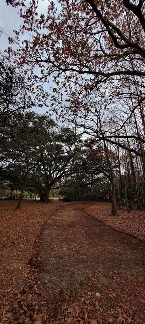 Miscellaneous - Bohemian Suite. Get the Best of Both Worlds. Rest and Relax surrounded of nature (Port Richey)