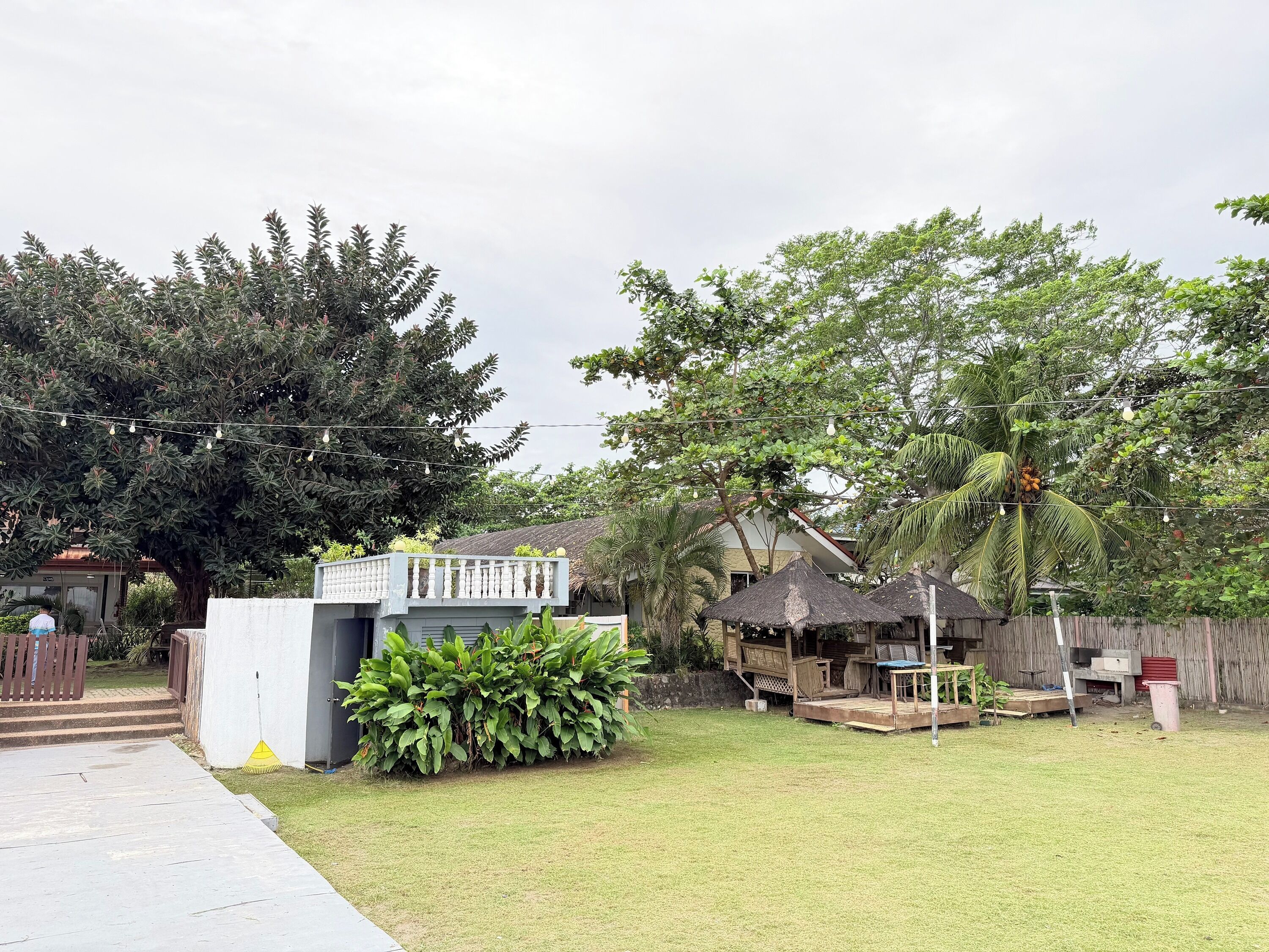 A backyard with a concrete pathway, a small white structure, a wooden deck with furniture, and a large tree with coconuts.