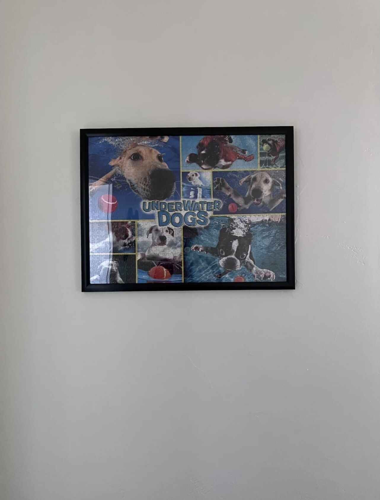 Un collage de photos de chiens sous l’eau, encadré et accroché au mur.