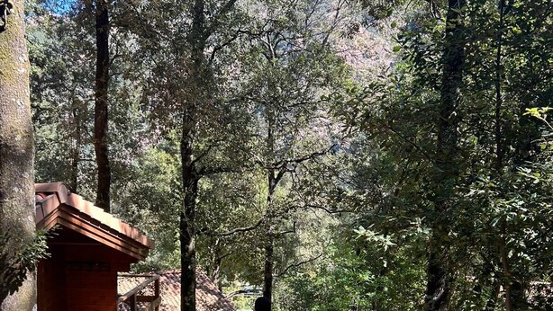 Una cabaña de madera con un porche y un camino de tierra que atraviesa un bosque.
