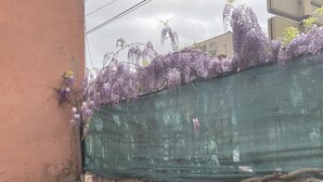 A green netting covering a wall with purple flowers growing over it.
