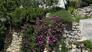 A stone wall with a climbing plant bearing purple flowers. - Holiday Home Sunrise (Omis)