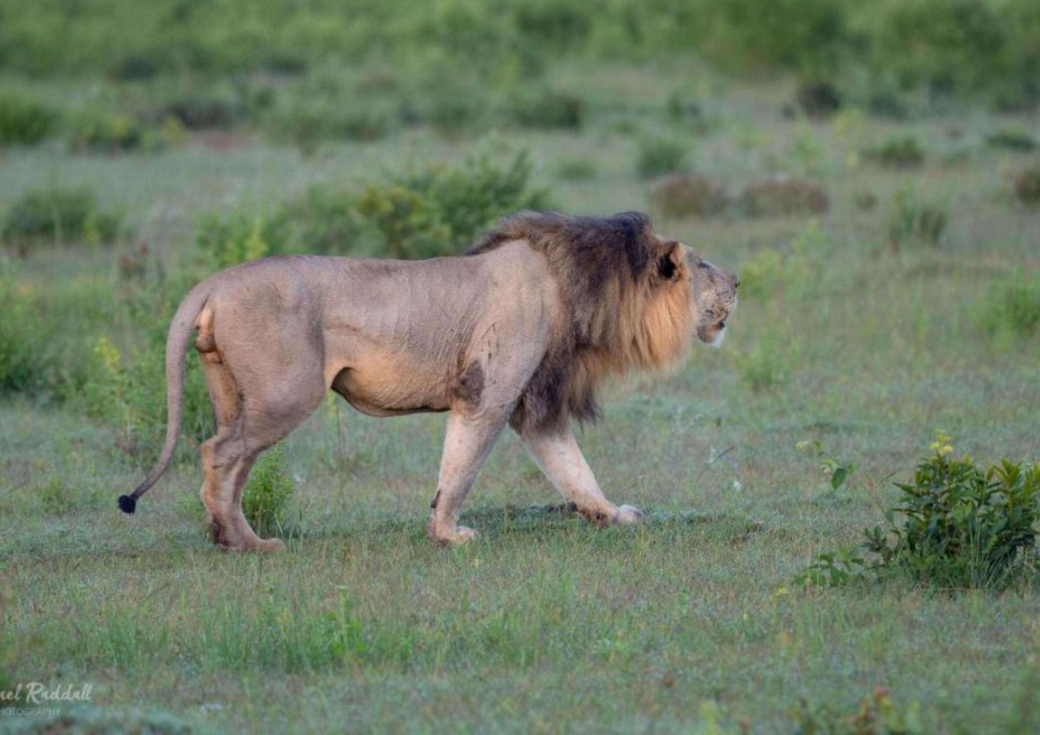 A lion walking in a grassy field.