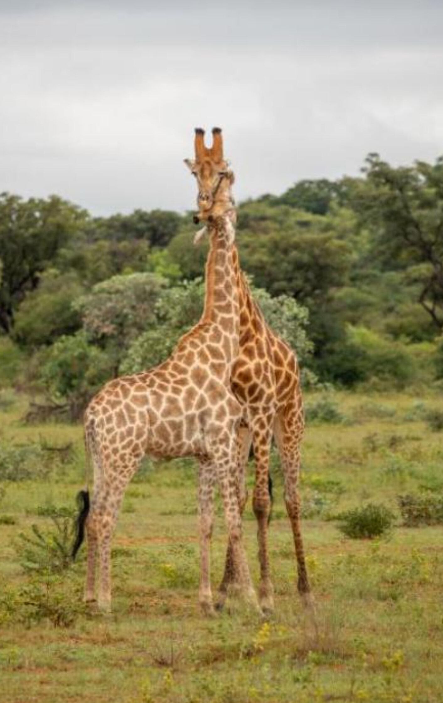 A giraffe standing in a grassy field with trees in the background.