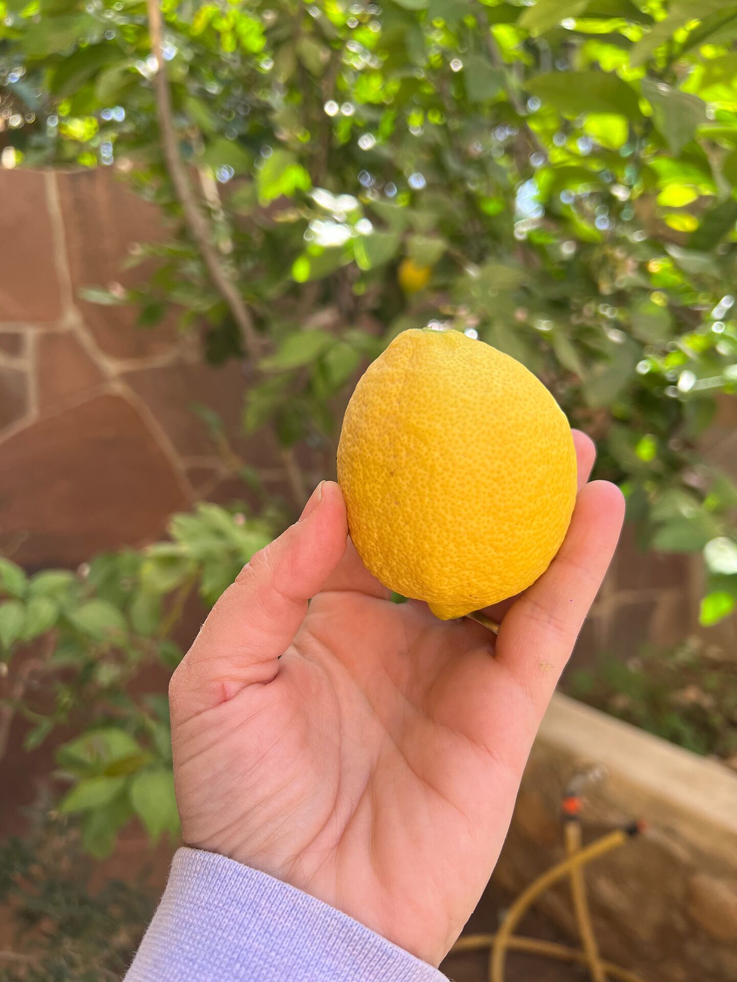 Une main tenant un citron.