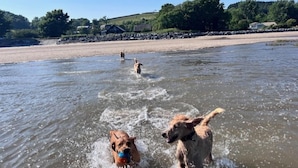 Une scène de plage où des chiens jouent dans l’eau.