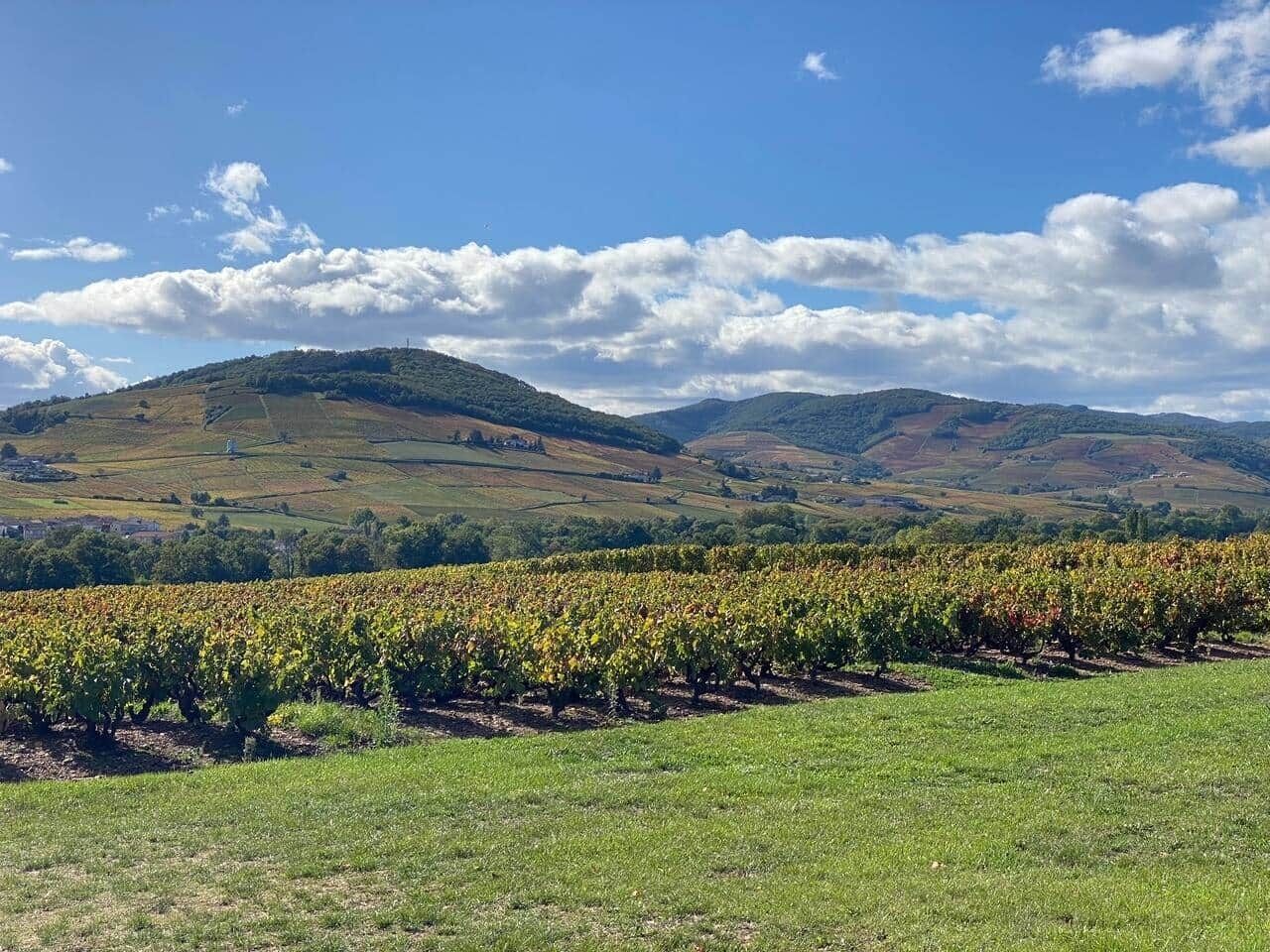A vineyard with rows of grapevines under a clear sky.