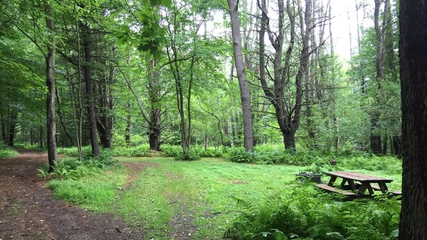 A forested area with a dirt path leading to picnic tables. - The Pines Hill Top. Bring your own tent. (Unadilla)