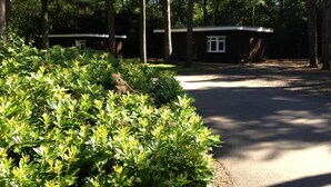 A cabin with a paved driveway and a well-maintained garden in front. - Cosy Cabin (Finchampstead)