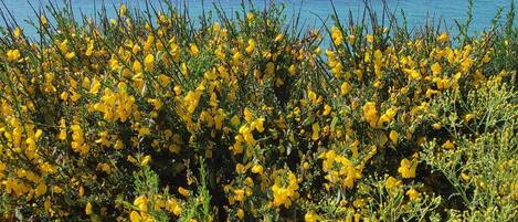 A coastal landscape with yellow flowers in the foreground and the ocean in the background.
