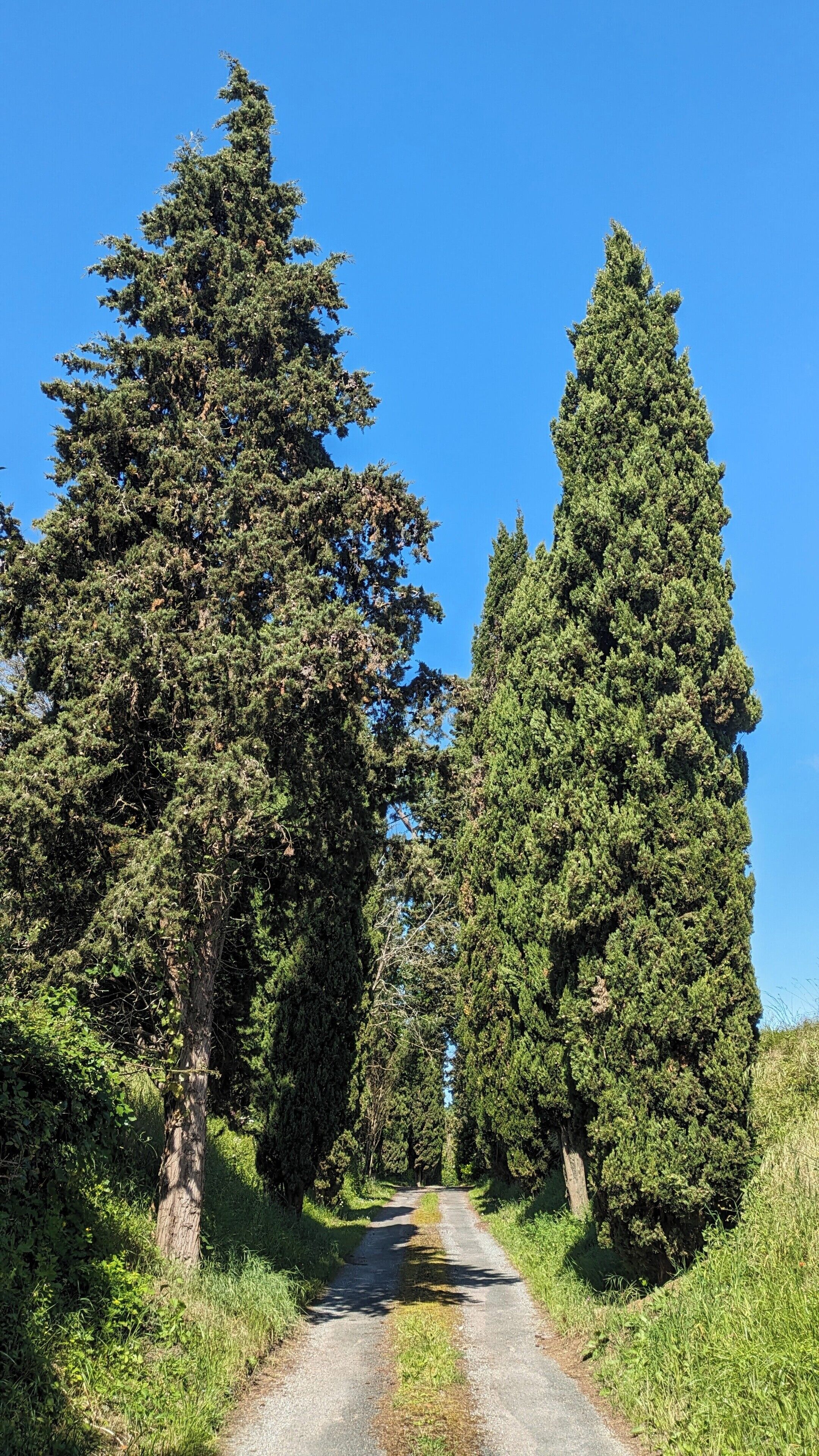 A rural road flanked by tall evergreen trees under a clear blue sky.