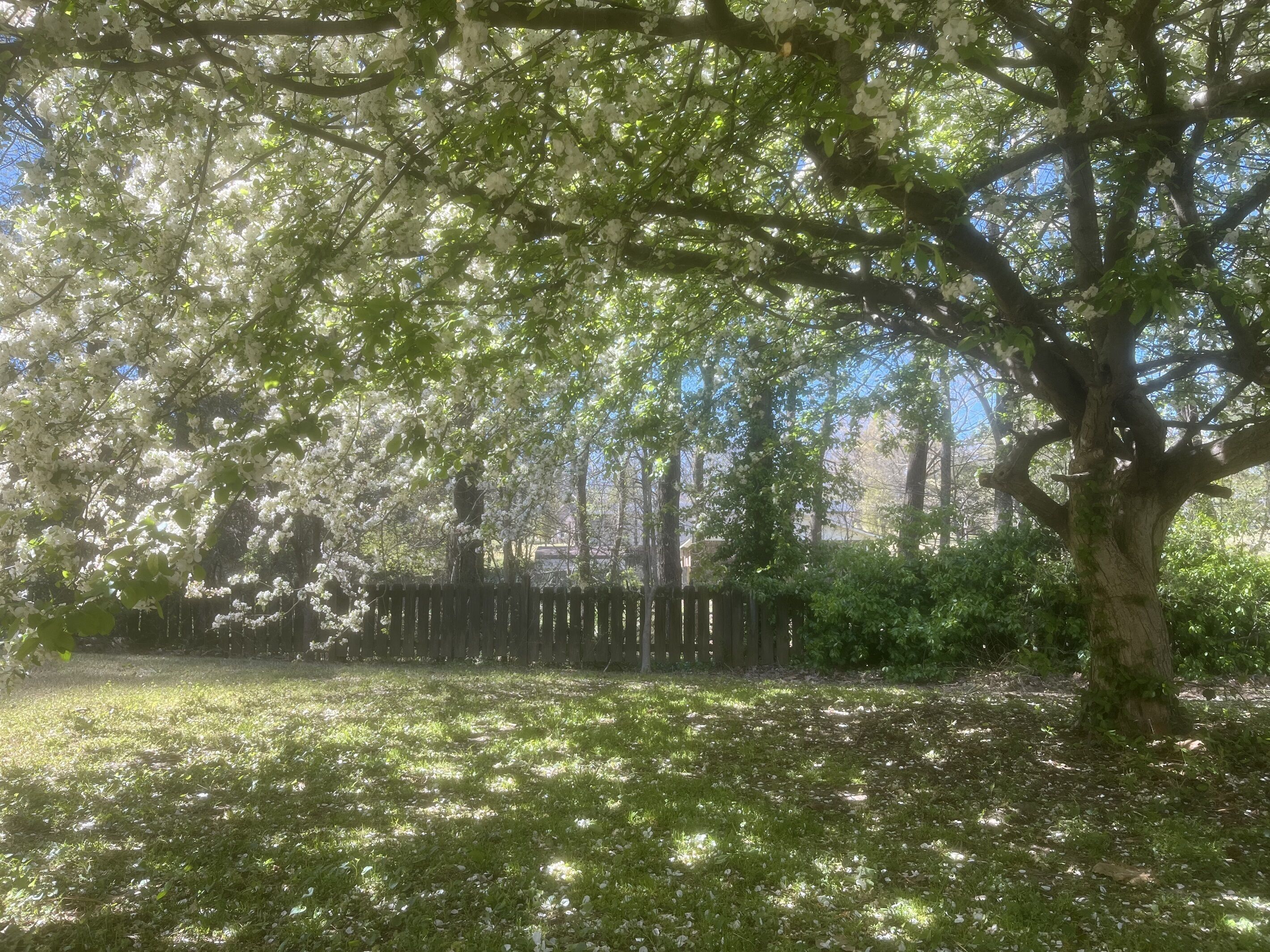 A tree with white blossoms in a grassy area.