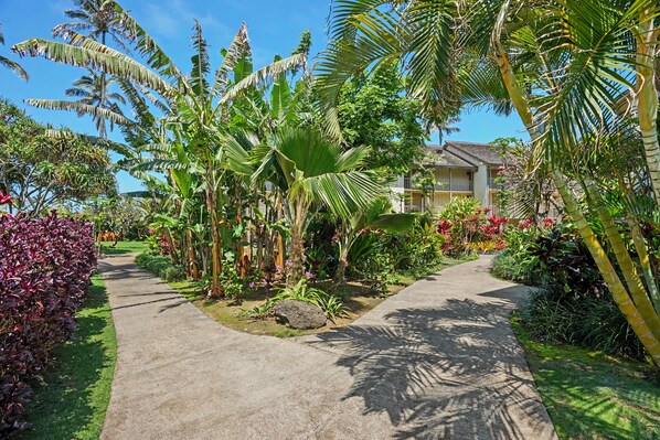 A pathway flanked by lush tropical plants and a building with a sloped roof.