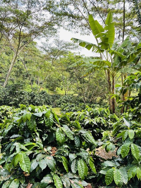 Una exuberante plantación de café con follaje verde denso y árboles altos.