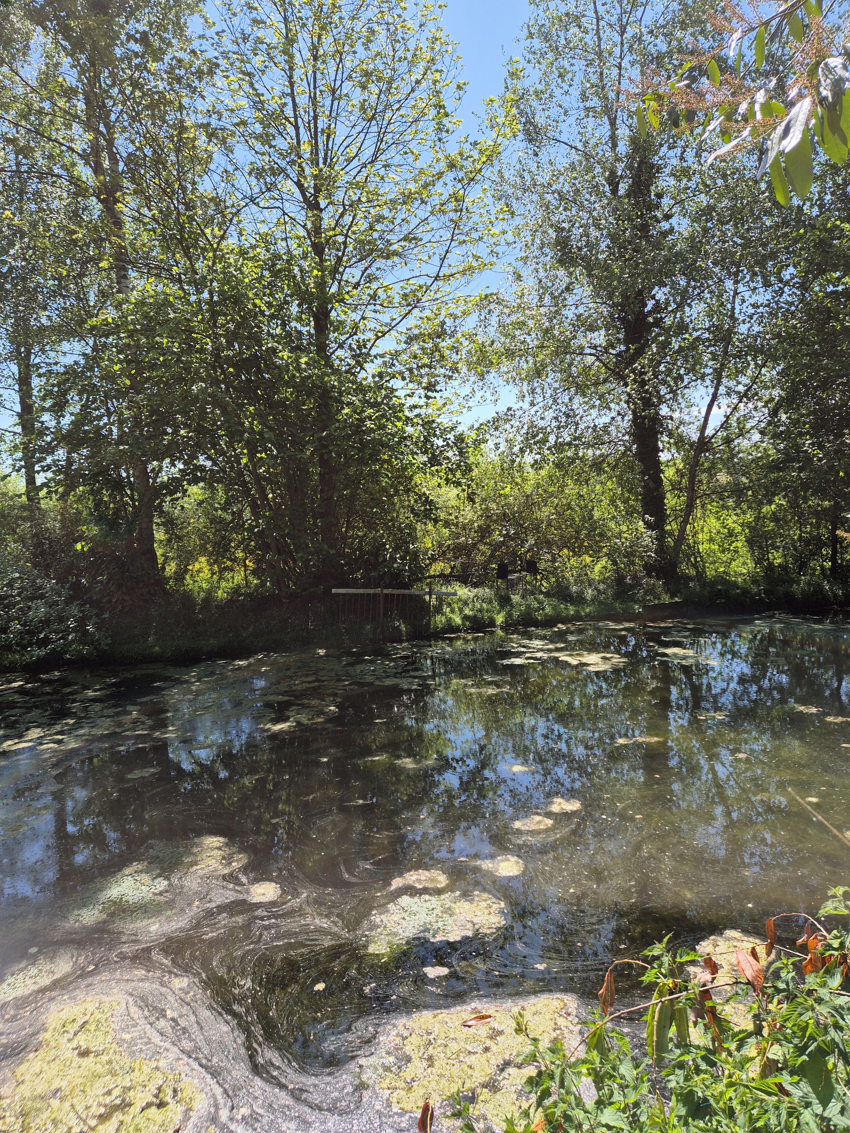 Paesaggio naturale con specchio d'acqua, alberi e vegetazione.