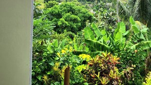 Vista desde una ventana sobre un paisaje exuberante, verde, con una palmera y follaje denso.