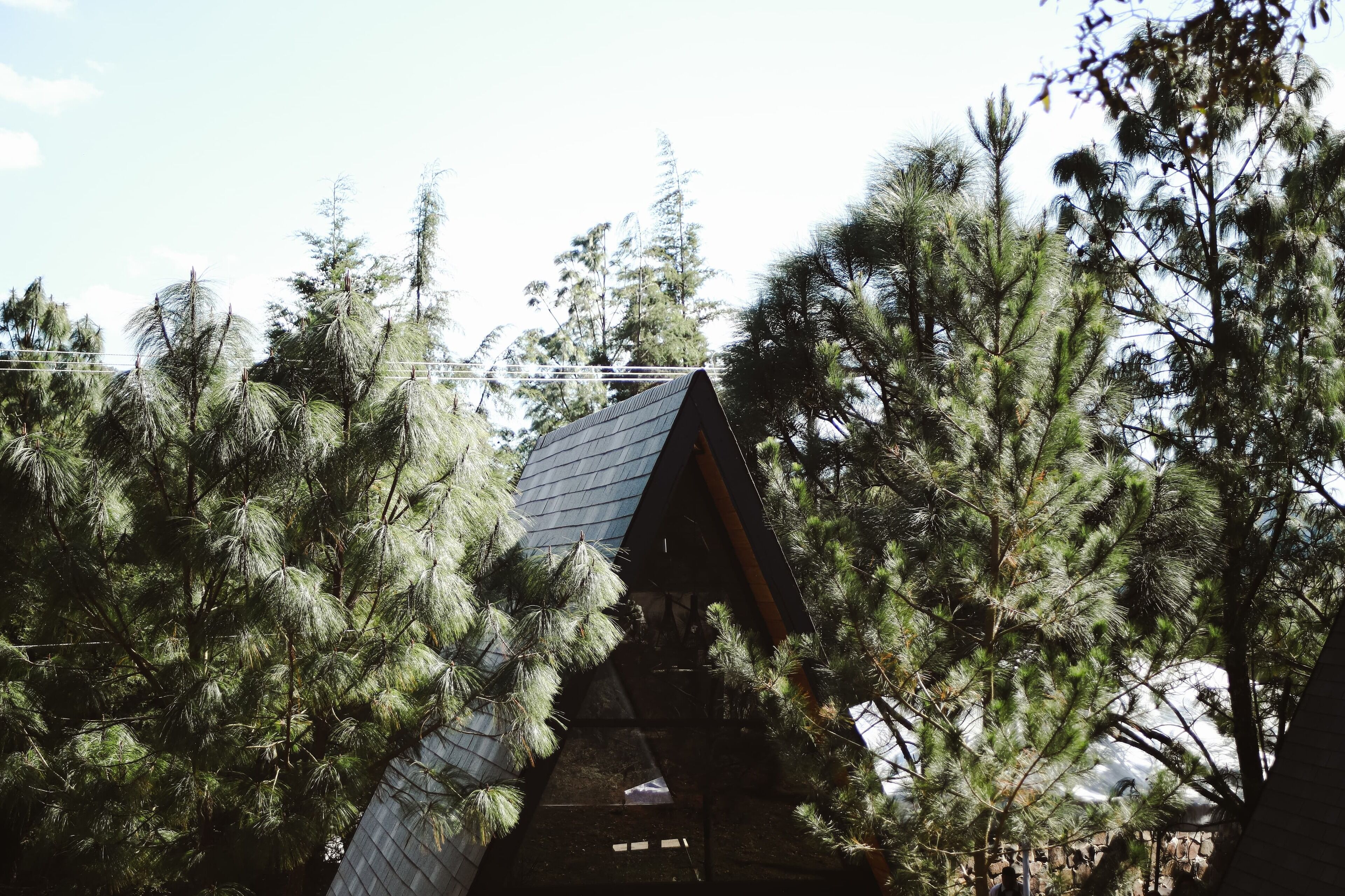 Una cabaña de madera rodeada de densos pinos.