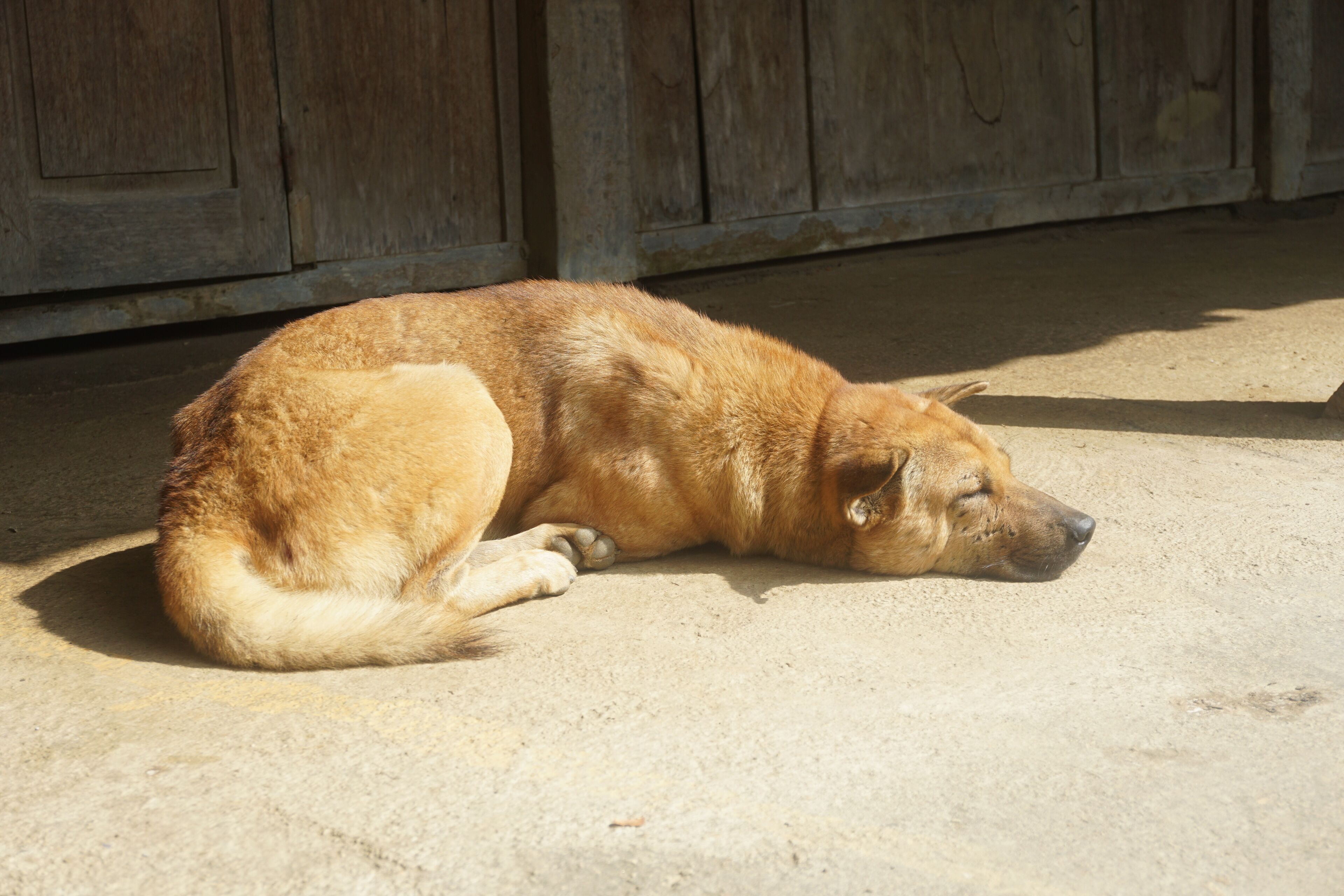 A dog lying on a concrete floor.