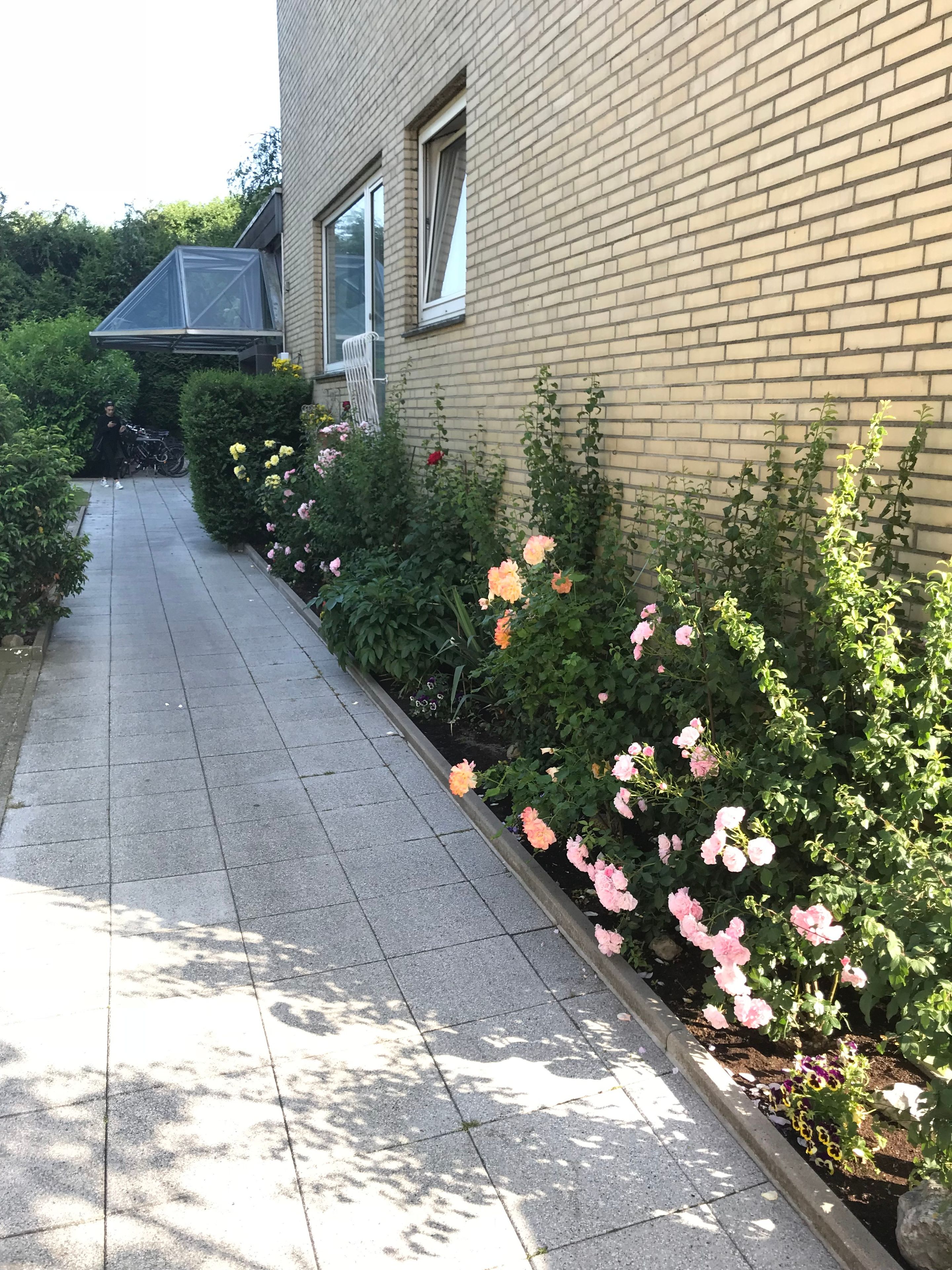 Un vialetto lastricato accanto a un edificio in mattoni con un giardino pieno di roseti.