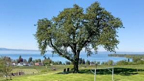 A large tree in a grassy field with a lake and houses in the background. - Apartment '2' with Lake View, Shared Garden and Wi-Fi (Kressbronn am Bodensee)