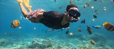 An underwater scene with a person snorkeling surrounded by various fish.