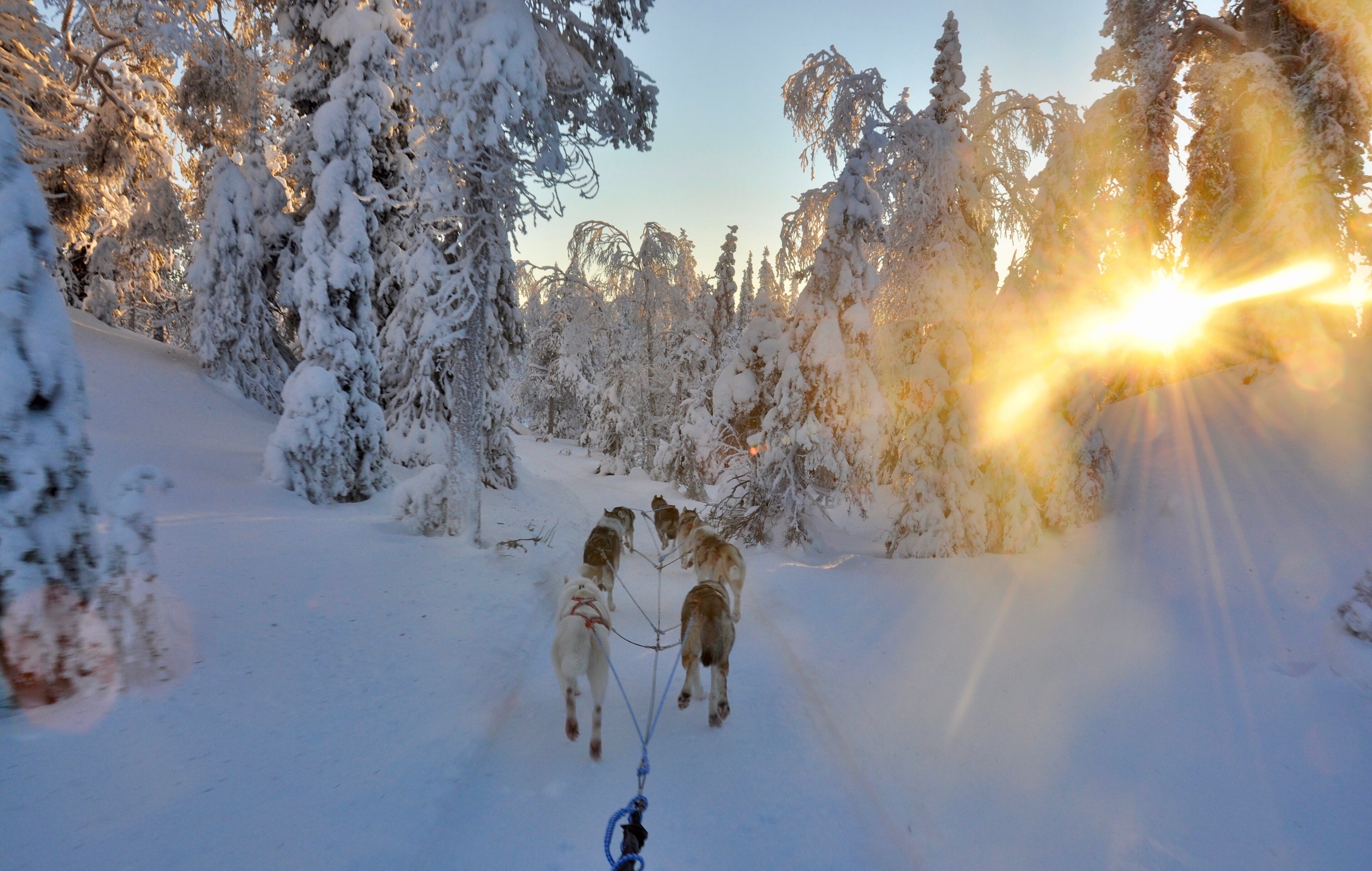 Un bosque nevado con un trineo tirado por perros.
