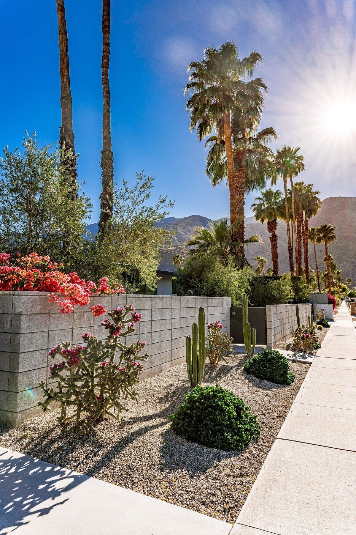 Un jardin aménagé avec des palmiers, des cactus et des plantes à fleurs, le long d’un sentier.