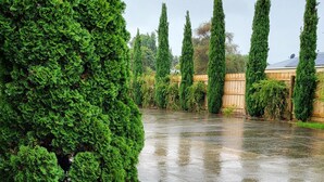 Un sendero de concreto mojado que conduce a una cerca de madera con árboles altos y delgados.