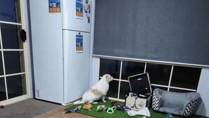 A room with a tiled floor, a white refrigerator, a grey sofa, and a small patch of artificial grass. - Short term stay perfect for the business traveller
Pet friendly
 (Griffith)