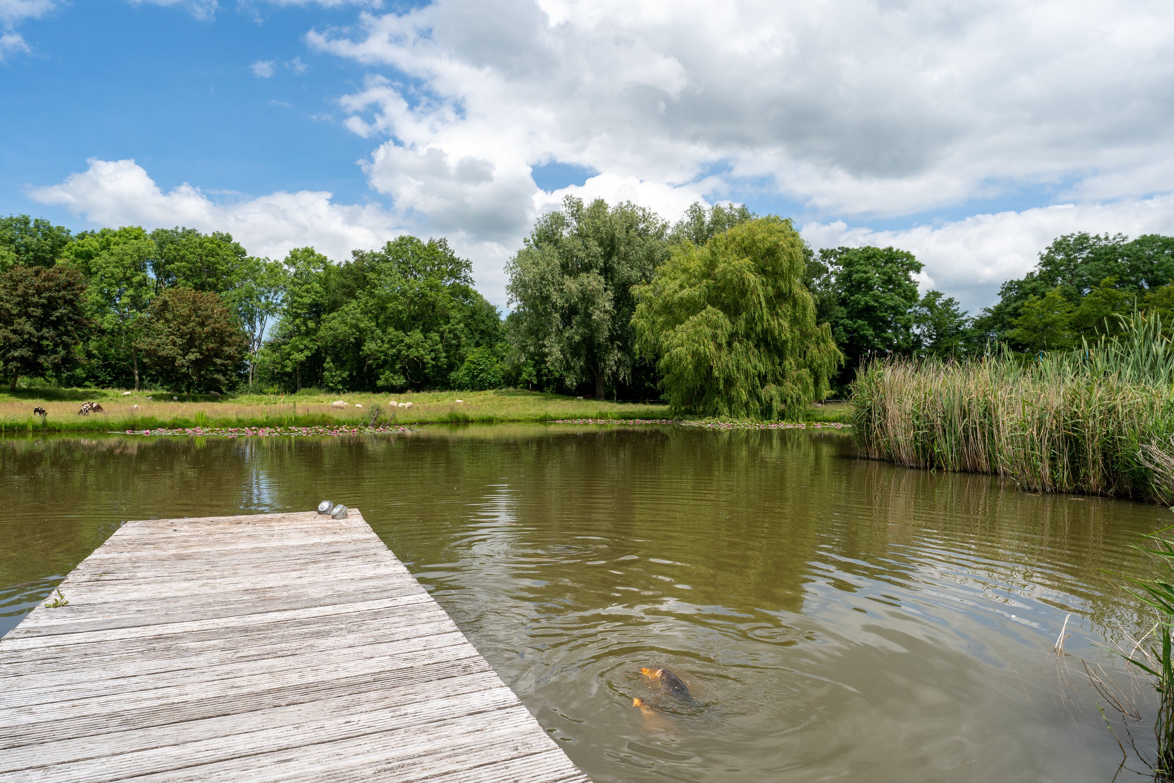 Une jetée en bois s’étendant sur un lac paisible, entouré d’une végétation luxuriante et d’arbres.