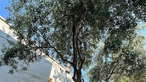 A tree-lined pathway with a white wall and a hammock. - Rastgele Otel (Seferihisar)