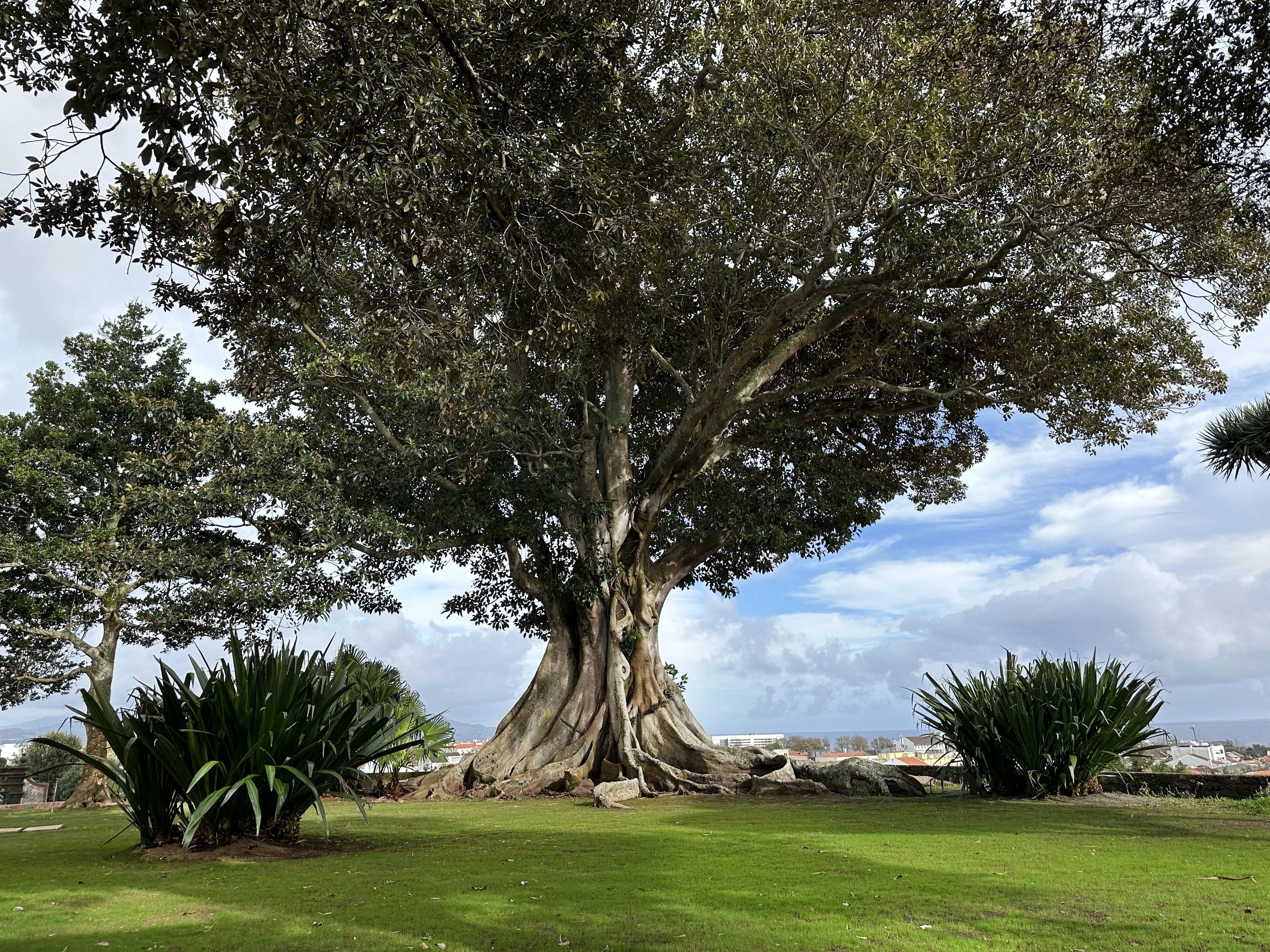Photo - Solar dos Cantos Botanic House & Garden