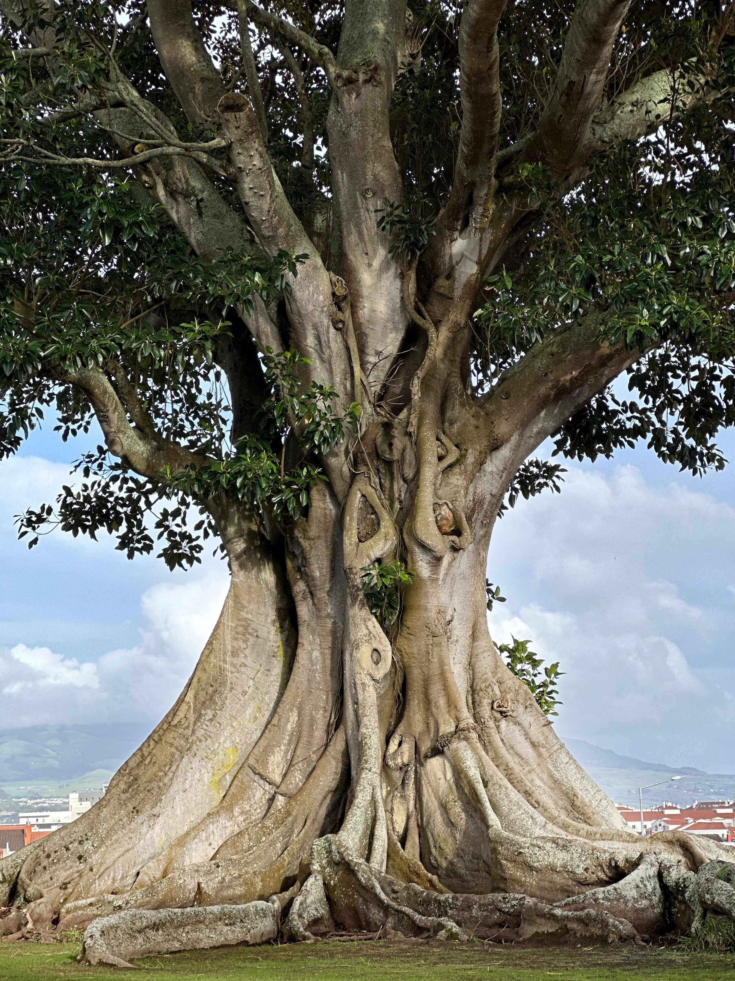 Foto - Solar dos Cantos Botanic House & Garden
