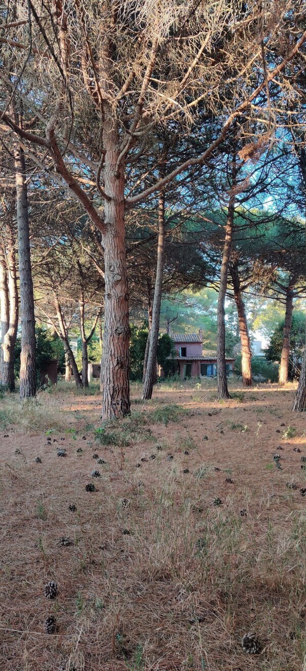 Property grounds - calm and sunny summer house nested in a lush pine garden 800m to the beach. (Agde)