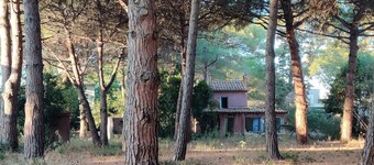 calm and sunny summer house nested in a lush pine garden 800m to the beach. 