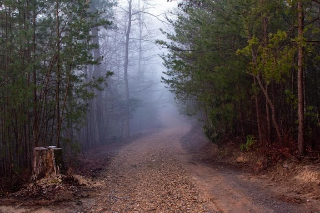 A forested path with a dirt road, surrounded by tall trees and a misty atmosphere.