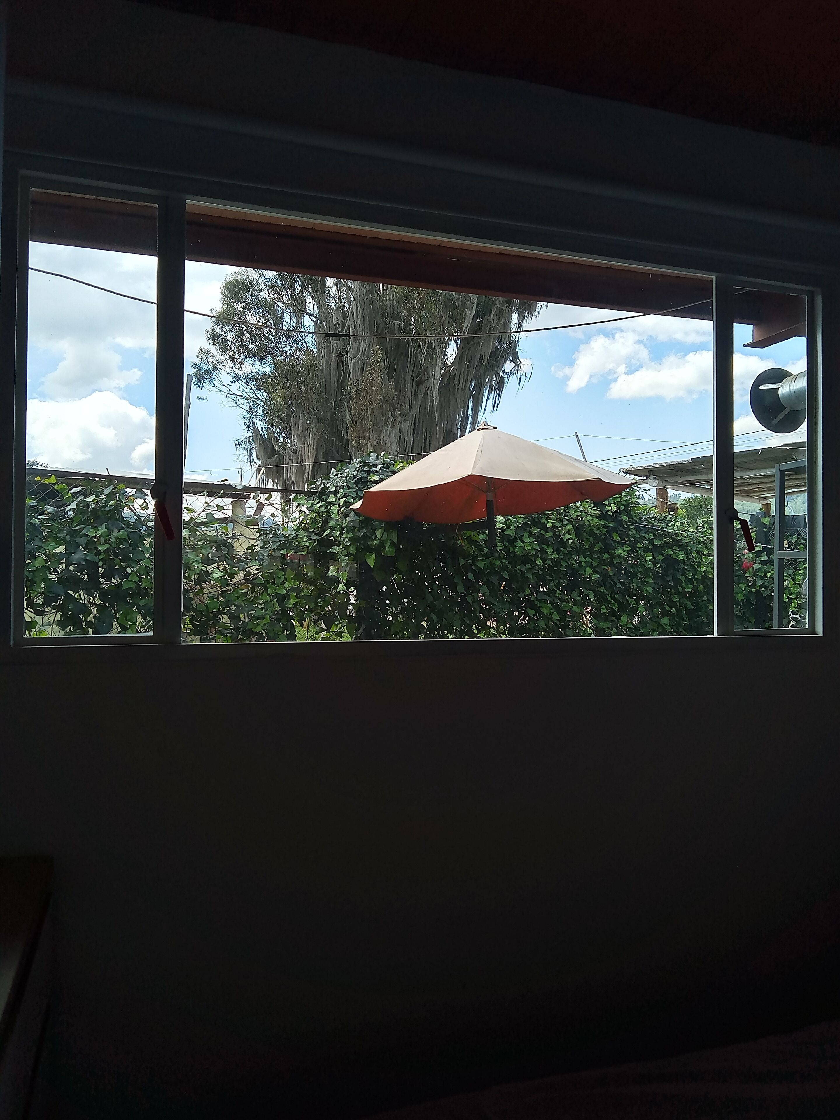 A window with a view of a tree and an umbrella outside.