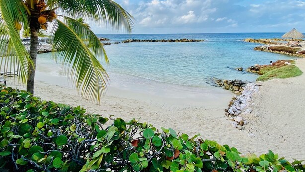 Una playa con agua azul cristalina, una palmera y una estructura de techo de paja.