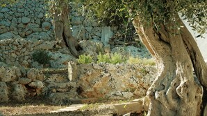 Un muro di pietra con un albero sullo sfondo.