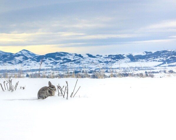 Un paysage enneigé avec un lapin au premier plan et des montagnes en arrière-plan.