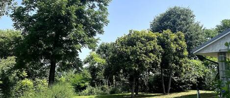 A well-maintained garden with a variety of trees and shrubs, a grassy lawn, and a small building with a sloped roof.