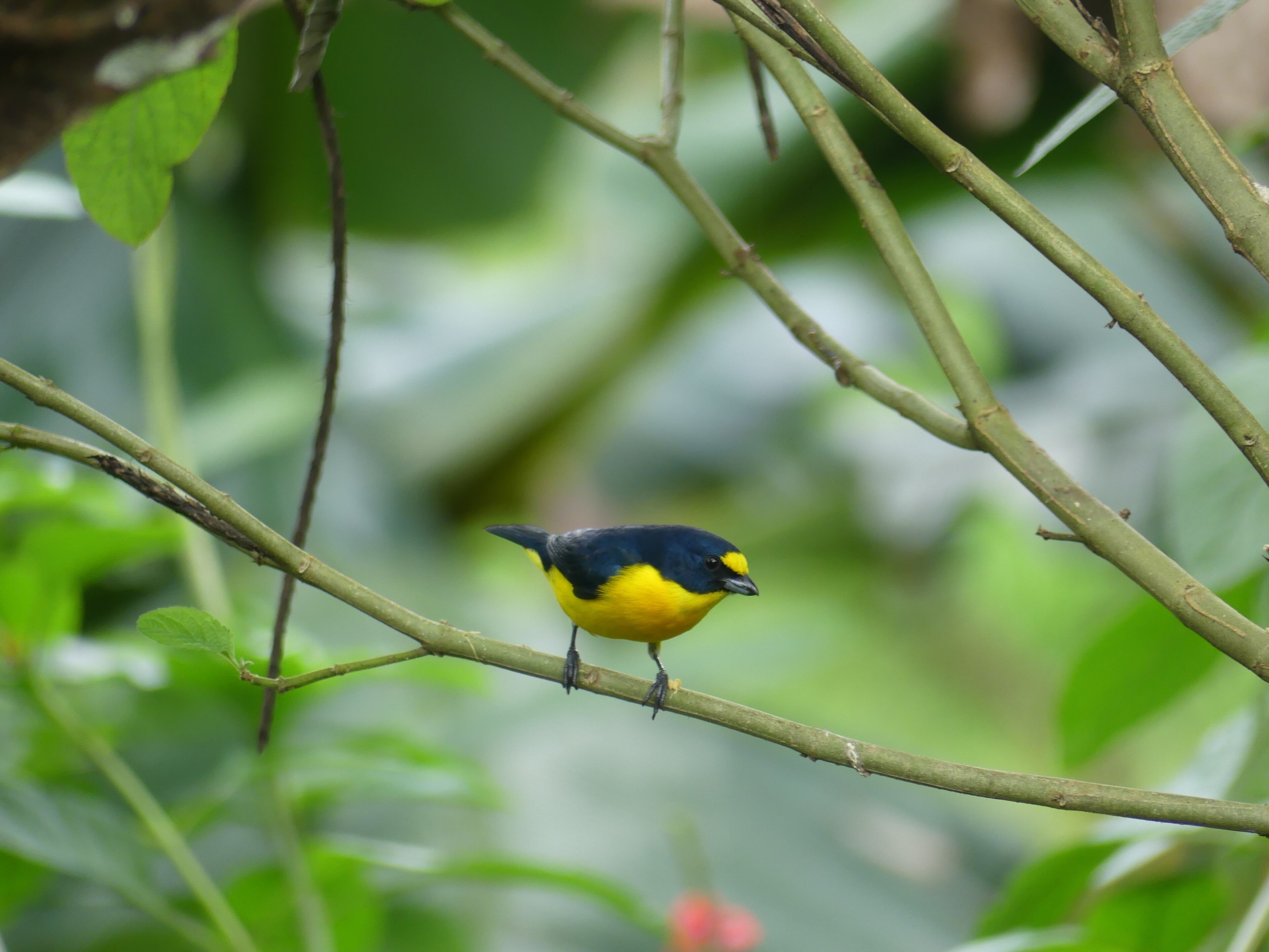A bird perched on a branch.