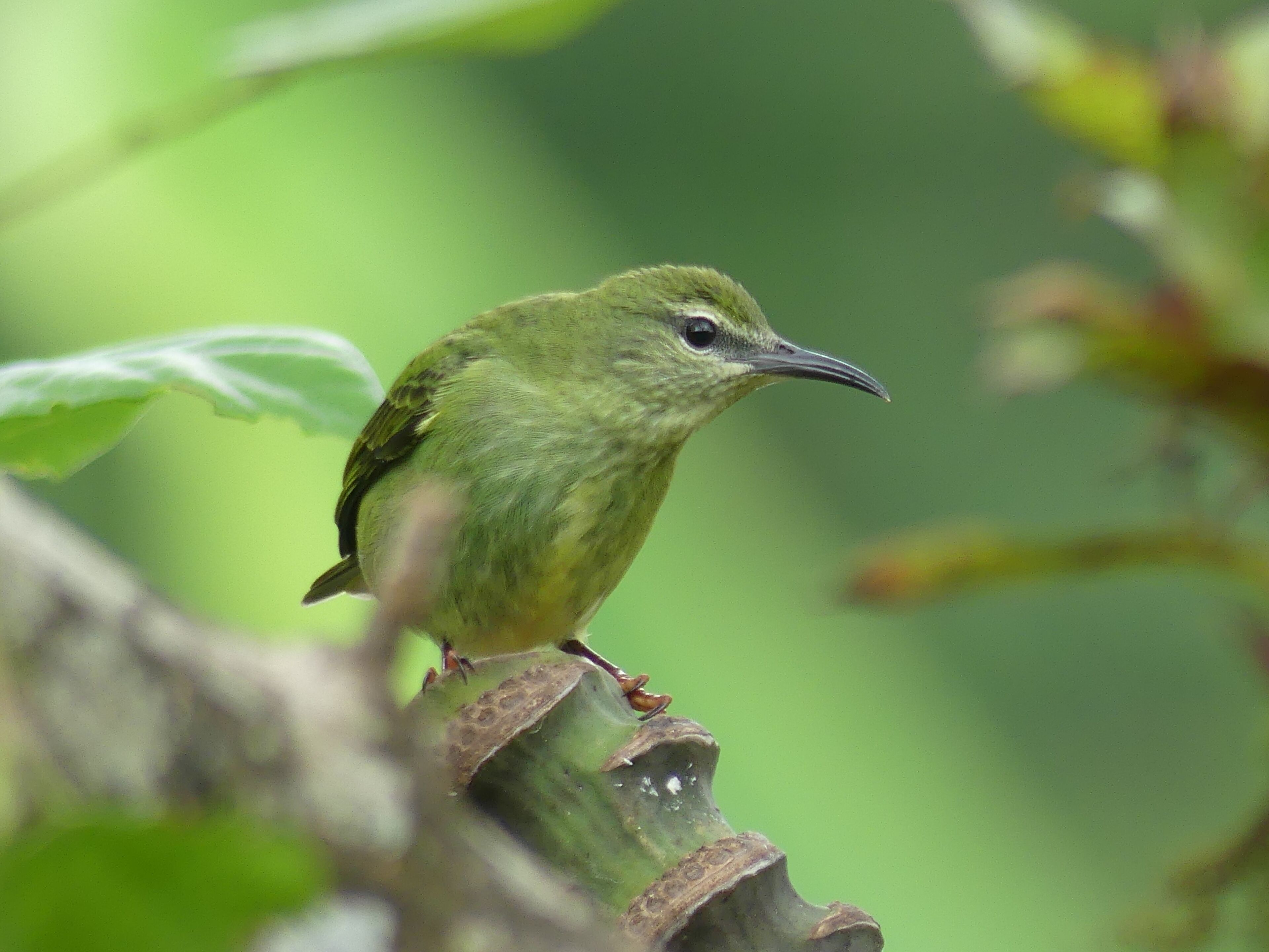 A bird perched on a plant.
