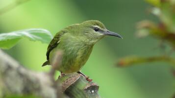 A bird perched on a plant.