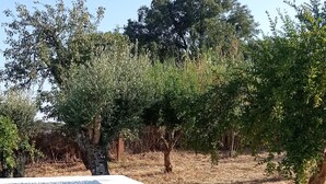 A swimming pool with a white edge, surrounded by dry grass and trees. - Monte Alentejano Perto de Montemor-o-novo (Foros do Baldio)