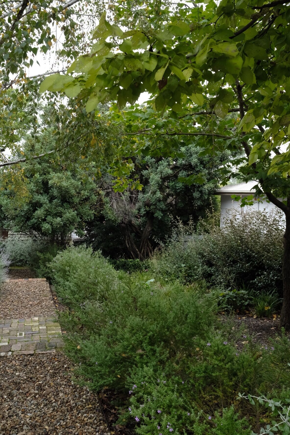 Ein Garten mit verschiedenen Pflanzen und Bäumen, einem Steinweg und einem weißen Gebäude im Hintergrund.