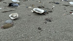 A beach with scattered debris and shells. - Beach Haven (Sekiu)