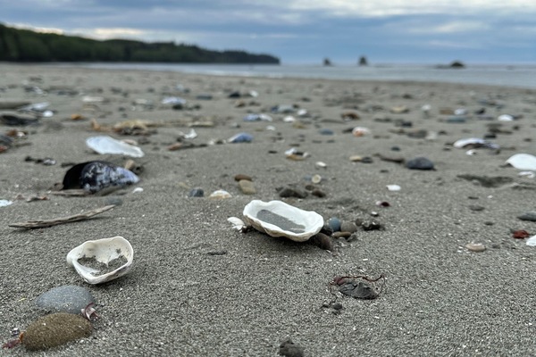 Plage, chaises longues