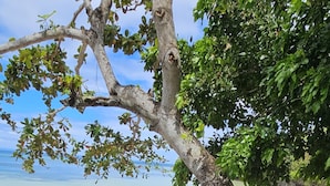 Un bote azul atado a un árbol en una playa arenosa, con vista despejada al agua de fondo.